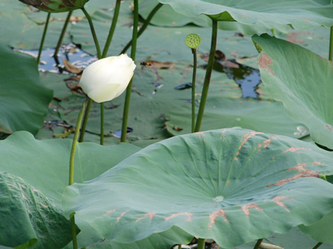 Lăng Minh Mạng Lăng Minh Mạng